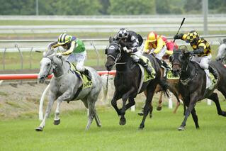 Maygrove takes out the Group 3 Counties Cup at Pukekohe. Photo: Trish Dunell.